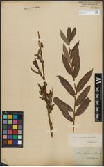 Foto von Salix purpurea L. x Salix viminalis L.